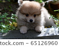 Pomeranian puppy 65126960