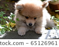 Pomeranian puppy 65126961