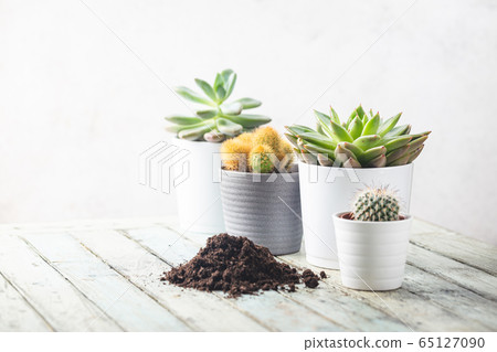 Succulent and cactus plants 65127090