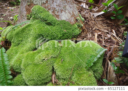 Ogasawara endemic species 65127111