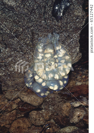 Chrysanthemum salamander egg sac 65127442