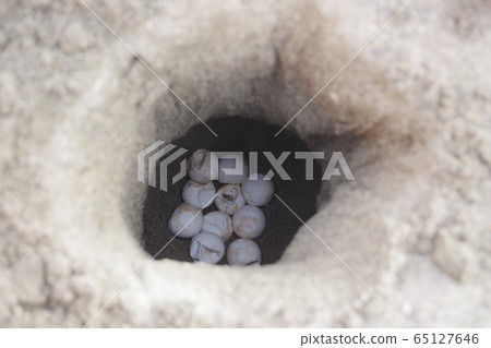 Green turtle eggs transplanted to the beach 65127646