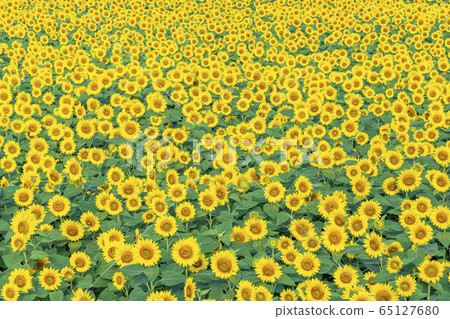 Yamanashi prefecture Akeno Sunflower Yamanashi prefecture Akeno Sunflower 65127680