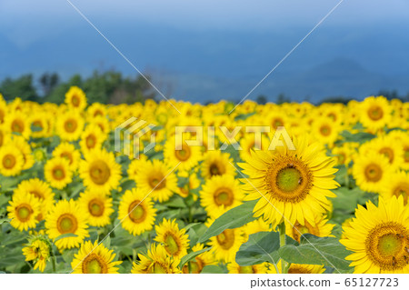 Yamanashi prefecture Akeno Sunflower Yamanashi prefecture Akeno Sunflower 65127723