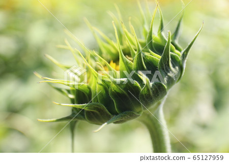 Sunflower before flowering Sunflower before flowering 65127959