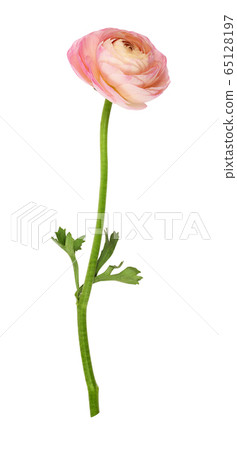 Closeup of pink ranunculus flower 65128197