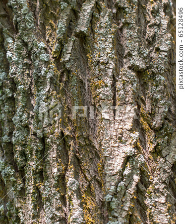Tree bark as abstract background Tree bark as abstract background 65128496