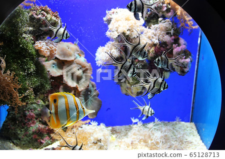 Aquarium - a window into the underwater world Aquarium - a window into the underwater world 65128713