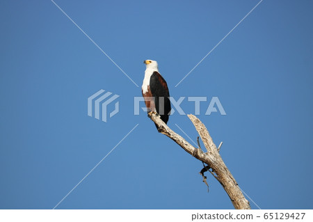 African wild bird African wild bird 65129427