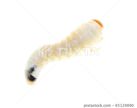 Lelome beetle on a white background Lelome beetle on a white background 65129890