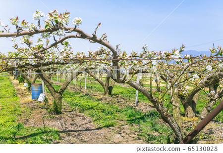 梨花在果園裡 65130028