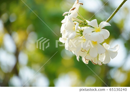 雞蛋花雞蛋花 雞蛋花雞蛋花 65130240