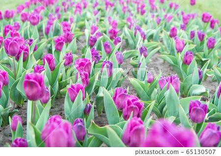 Grown with love. country of many colors. Spring Grown with love. country of many colors. Spring 65130507