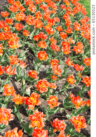Colorful spring tulip field. orange vibrant Colorful spring tulip field. orange vibrant 65130525