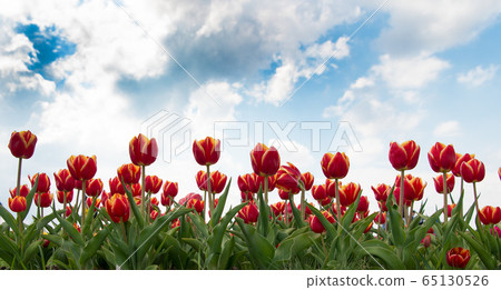 taking care of the flowers. red vibrant flowers. taking care of the flowers. red vibrant flowers. 65130526