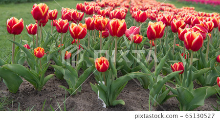 Supporter of environment. Netherlands countryside. Supporter of environment. Netherlands countryside. 65130527