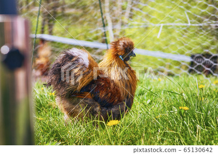 Silkie cockerel in rural surroundings 65130642