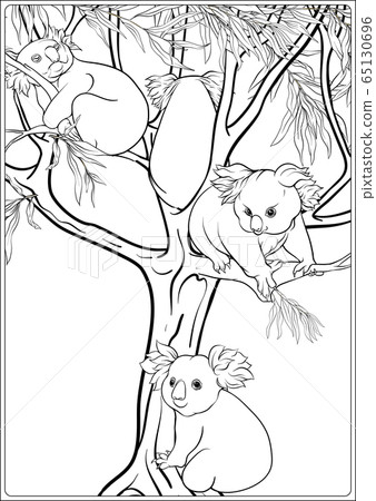 Koala and eucalyptus. Coloring page for the adult coloring book 65130696