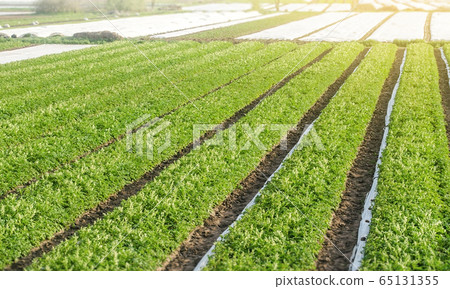 Rows plantation of potato bushes after agrofibre removal. Agroindustry and agribusiness. Agriculture, growing food vegetables. Cultivation care, harvesting in late spring. Growing a crop on the farm. 65131355