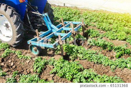 Tractor plows loosens the land of a plantation of a young Riviera variety potato. Weed removal and improved air access to plant roots. Cultivation of an agricultural crop field. Plowing land Tractor plows loosens the land of a plantation of a young Riviera variety potato. Weed removal and improved air access to plant roots. Cultivation of an agricultural crop field. Plowing land 65131368