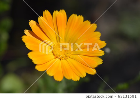 Yellow-orange calendula flower among green leaves. 65131591