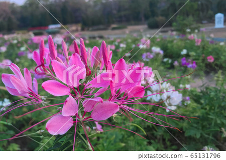 Pink Cleome hassleriana flower in the garden Pink Cleome hassleriana flower in the garden 65131796