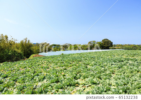 Field (spring) 65132238