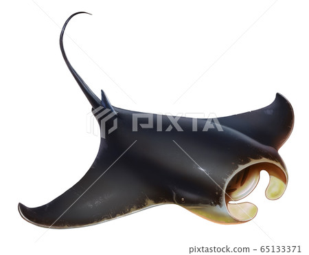 Manta floats top view on white background. Manta isolated on white background. Black stingray Giant sea devil. 65133371