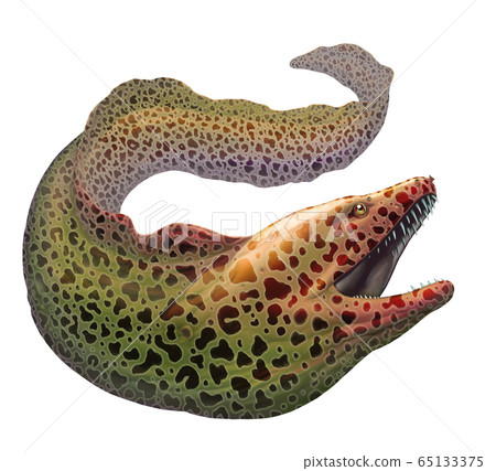 Moray Eel Gymnothorax Moringa Spotted Moray Stock Illustration