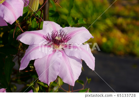 鐵線蓮花 鐵線蓮花 65133728