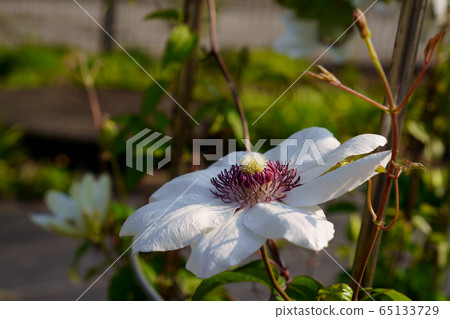 鐵線蓮花 65133729