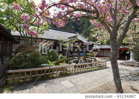 本倉市春季的藏間寺 65134067