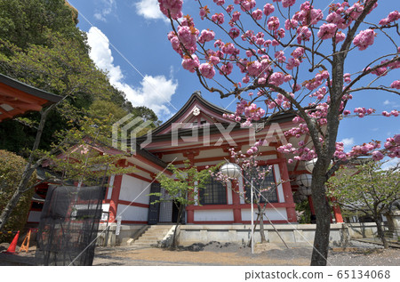 Kurama Temple in spring, Honden Kondo 65134068