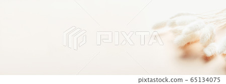 Rabbit Tail Grass Dried Flowers Bouquet Rabbit Tail Grass Dried Flowers Bouquet 65134075