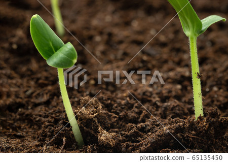 Two young sprouts of cucumber grow out of the ground. Growing vegetables, seedling care concept 65135450