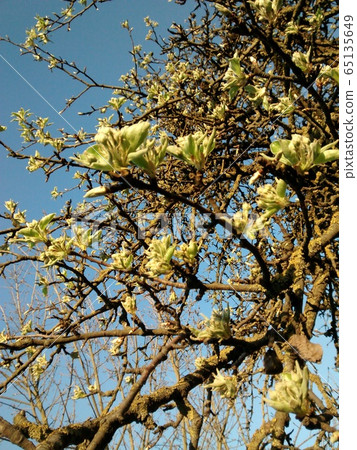 Green leaves on branches of apple. Clear sky on the background. Green leaves on branches of apple. Clear sky on the background. 65135649