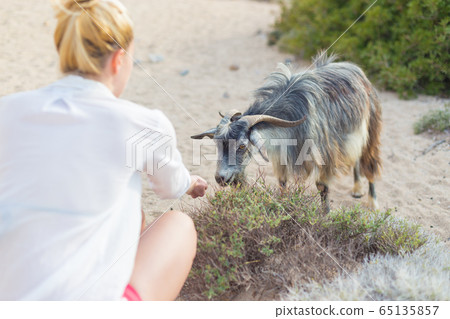 Female tourist observing cute grazing goat in pristine Mediterranean landscape near Balos beach, Crete, Greece Female tourist observing cute grazing goat in pristine Mediterranean landscape near Balos beach, Crete, Greece 65135857