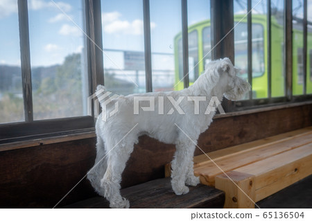A picture of a pet miniature Schnauzer A picture of a pet miniature Schnauzer 65136504