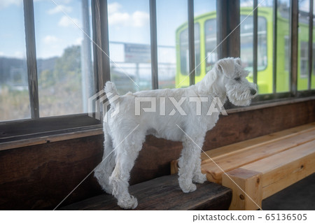 A picture of a pet miniature Schnauzer A picture of a pet miniature Schnauzer 65136505