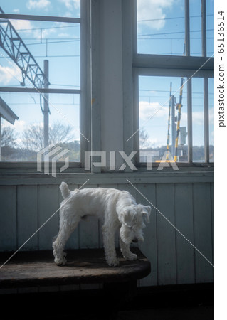 A picture of a pet miniature Schnauzer A picture of a pet miniature Schnauzer 65136514