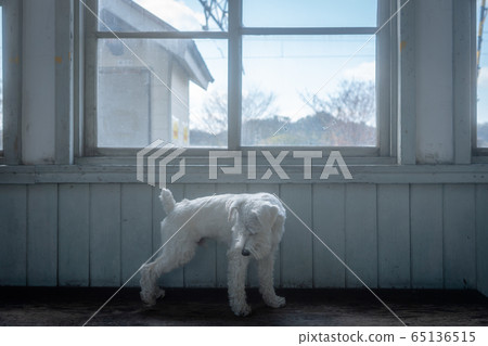 A picture of a pet miniature Schnauzer A picture of a pet miniature Schnauzer 65136515