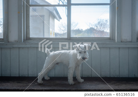 A picture of a pet miniature Schnauzer A picture of a pet miniature Schnauzer 65136516