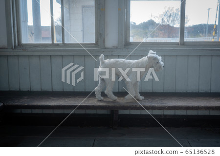 A picture of a pet miniature Schnauzer A picture of a pet miniature Schnauzer 65136528