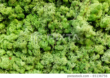 Moss wall, green lichen wall trim 65136756