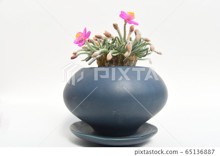 Flowering Bud Avonia alstonii 65136887