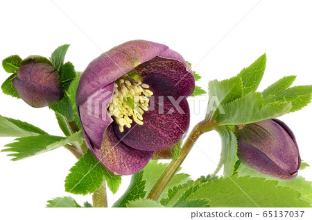 Christmas rose (depth synthesis) - Stock Photo [65137037] - PIXTA