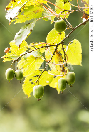 Sarunashi Ishikari City 65137102