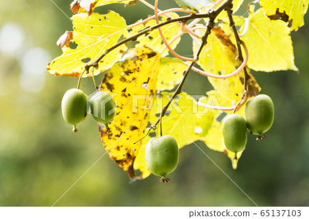 Sarunashi Ishikari City 65137103