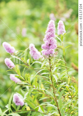 Hokoshikimosuke Tomakomai 65137104