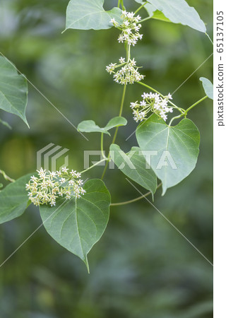 Ikema札幌市 Ikema札幌市 65137105